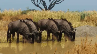 Planet Zoo: наборы «Луга» и «Африка» — скриншот 1